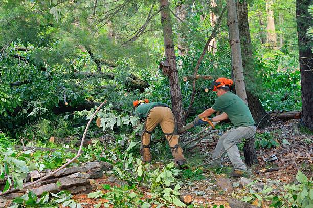 Wolverine Lake, MI Tree Services Company